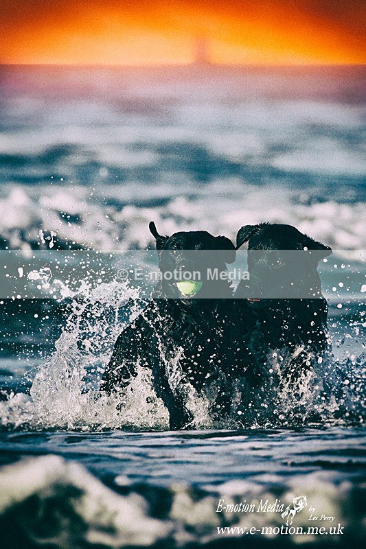 SU 080509 34vintage - Dogs