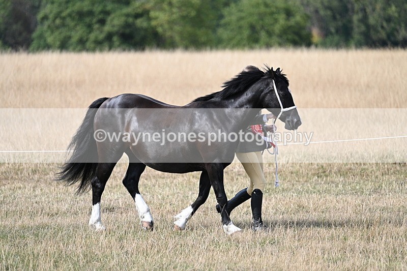 WJ7_8069 - In-hand Championship