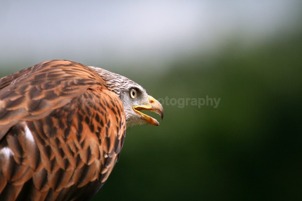 Red Kite _AGT049 - Farm & Zoo Animals