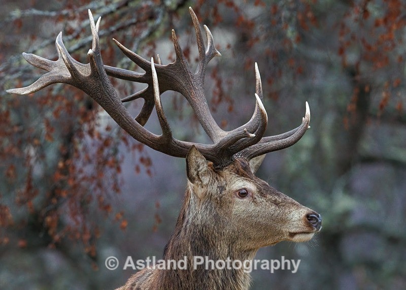 Red Deer - Latest Images