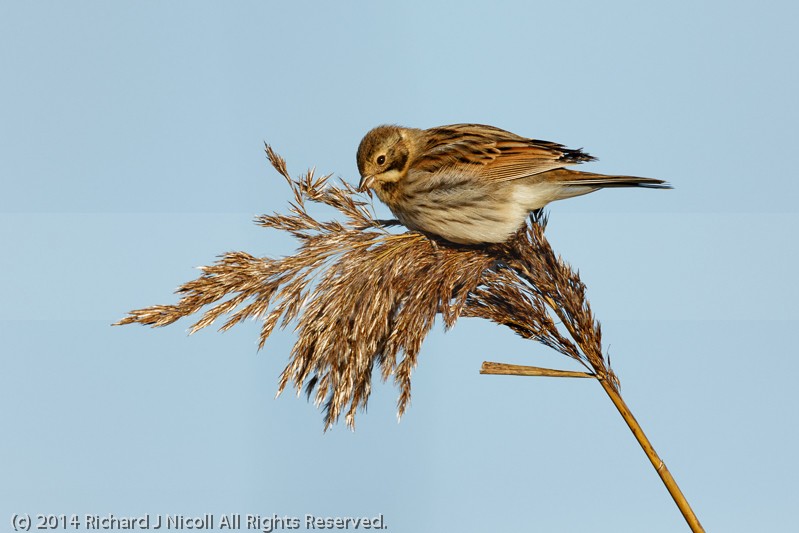 Reed Bunting (Emberiza schoeniclus) feeding - Reed Bunting (Emberiza schoeniclus)