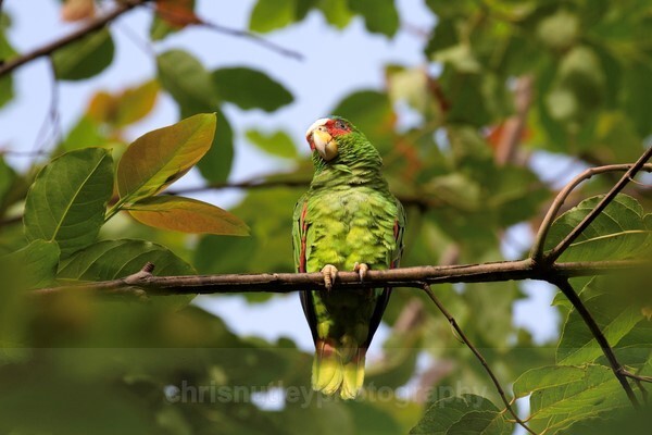  - Birds of Costa Rica and Mauritius