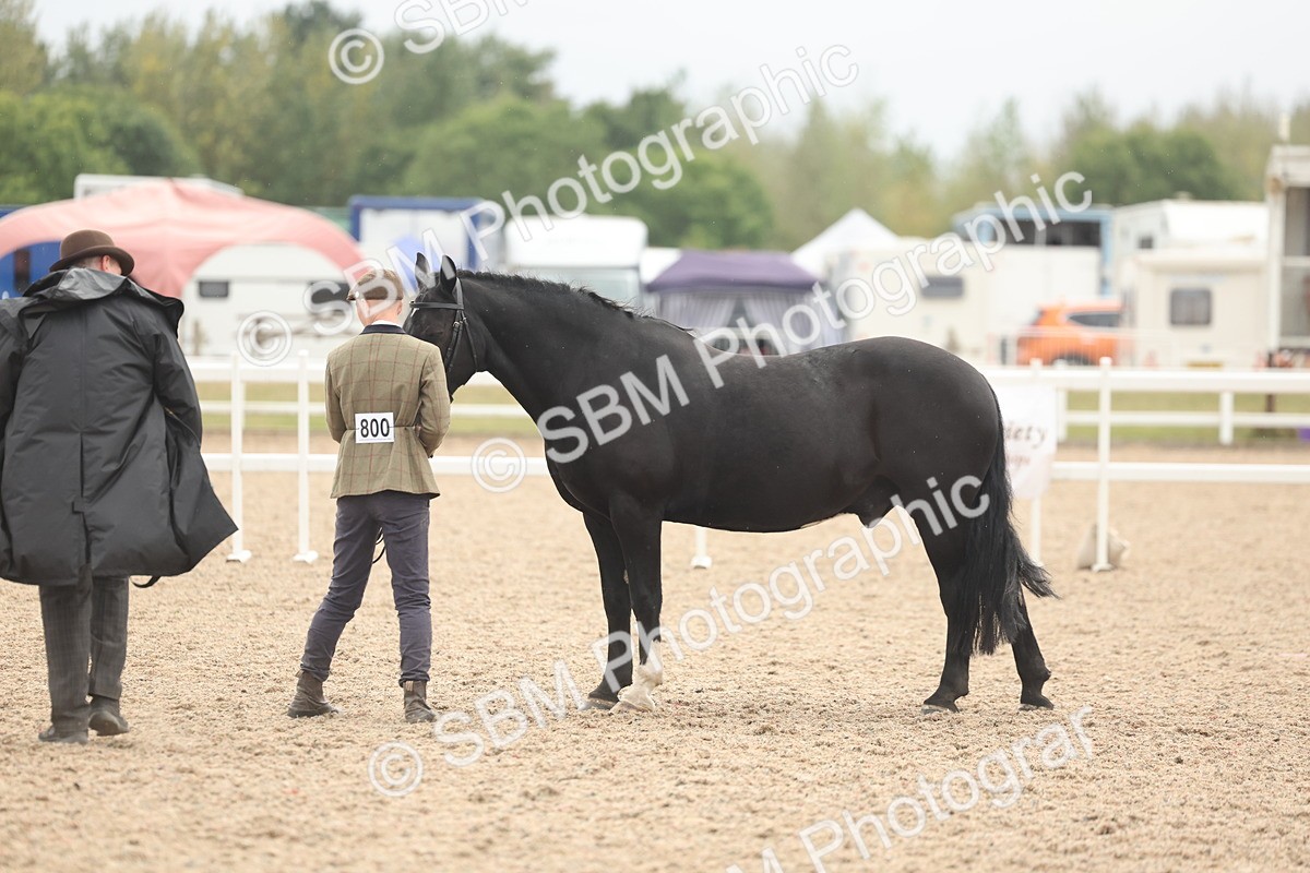 SBM_19817 - Class 318 - IH Part Bred Horse-Pony