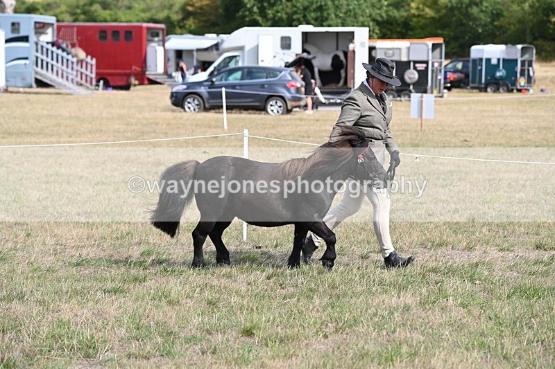 WJ6_6817 - Class 21 Shetland & Mini Horses