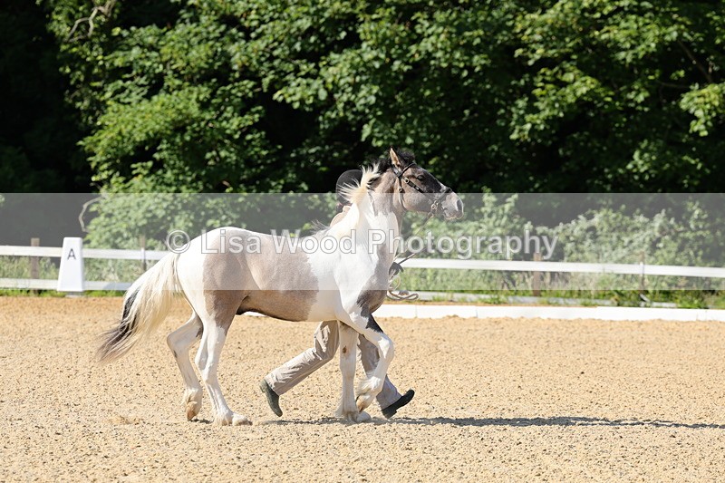 1X9A0640 - Class 3: Youngstock 1, 2, 3 year old not to exceed 153cm