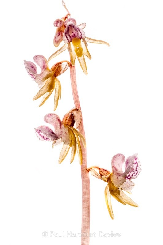  - WB: Orchids - Various