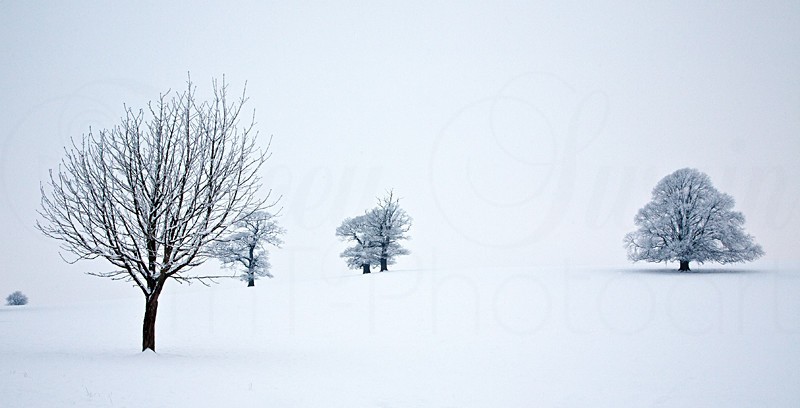 Earth Winter Snow trees_9592 - Earth Element