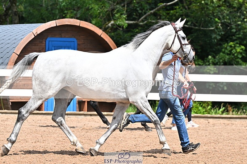 240718A-105305-01541 - Trot Up 1pm to 2pm