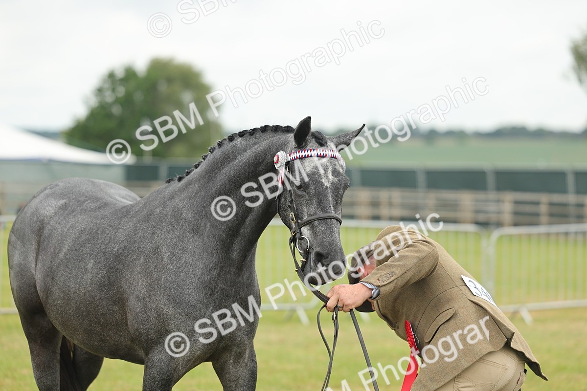 SBM_05499 - Class 68-73 - Riding Pony Breeding