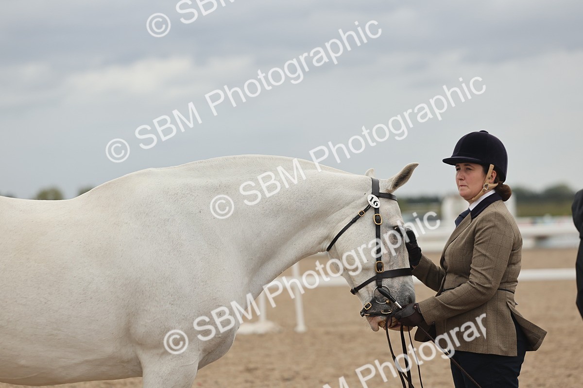 SBM_19317 - Class 317 - IH Pure Bred Horse-Pony