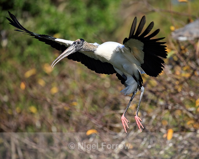 Wood Stork close fly-past, Wakodahatchee Wetlands, Florida - Wood Stork