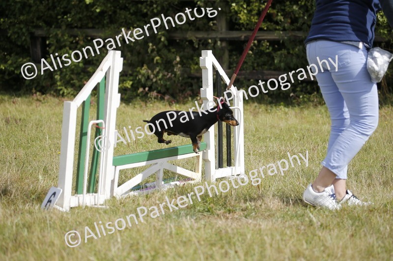 20250831-3841 - Dog Show
