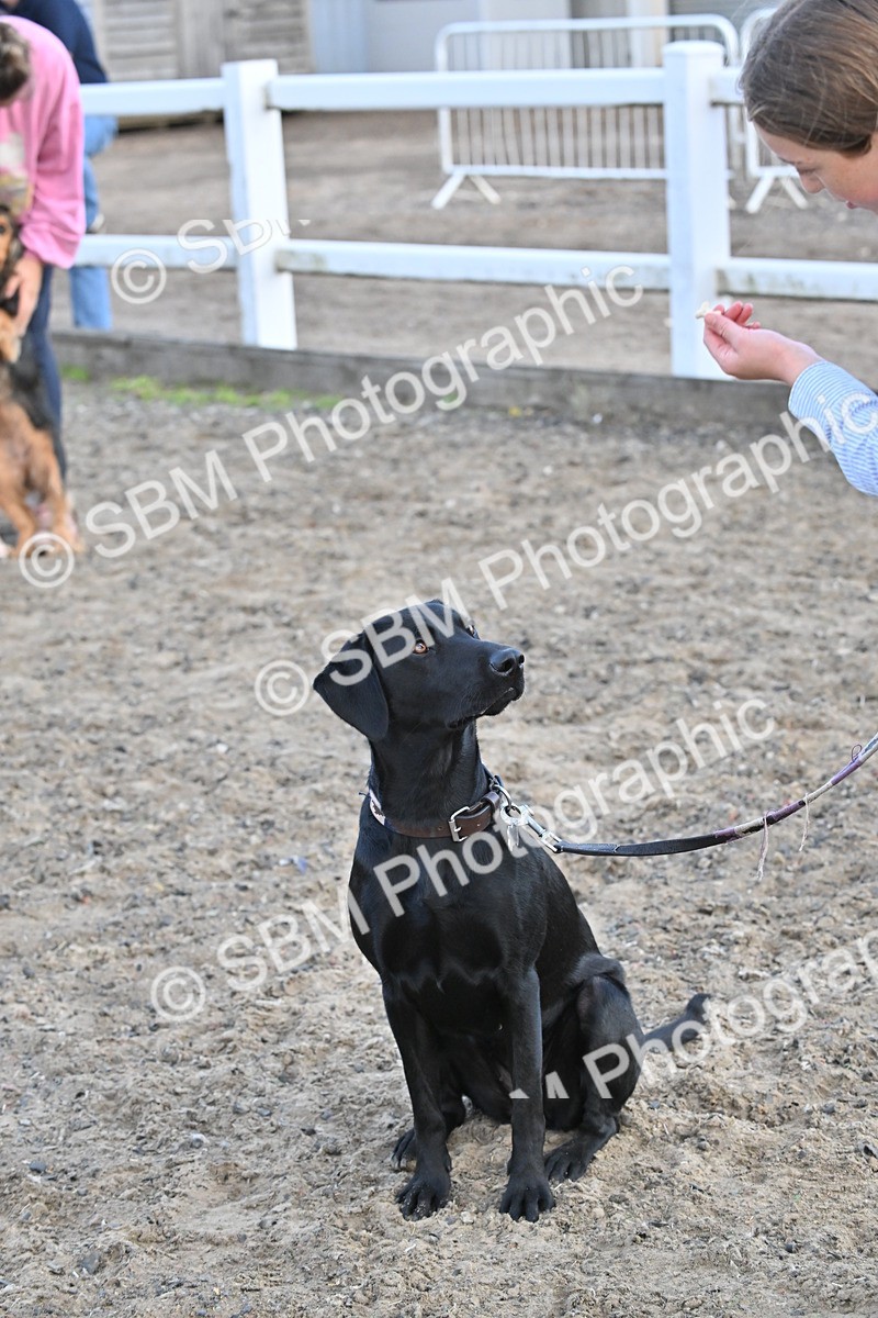 SBM_09534 - Lorry Dogs