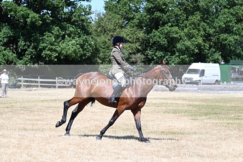 WJ7_3086 - Class 7 Riding Club Show Horse