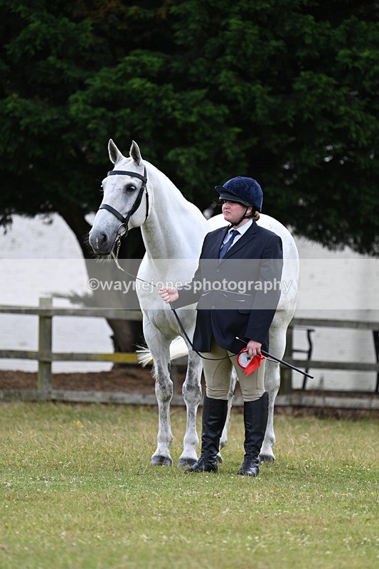 WJ7_7172 - Class 5a Most Handsome Gelding in Hand