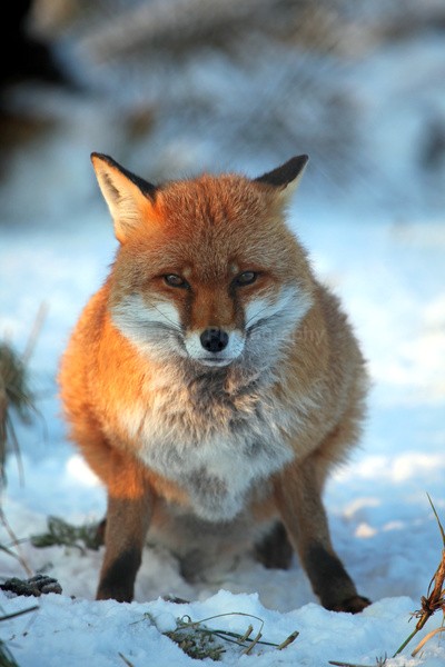 Red Fox in snow_ AGTO152 - Wildlife, Mammal Photography, Great Britain