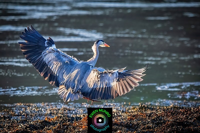 BBH-03-Fully Stretched - Heron