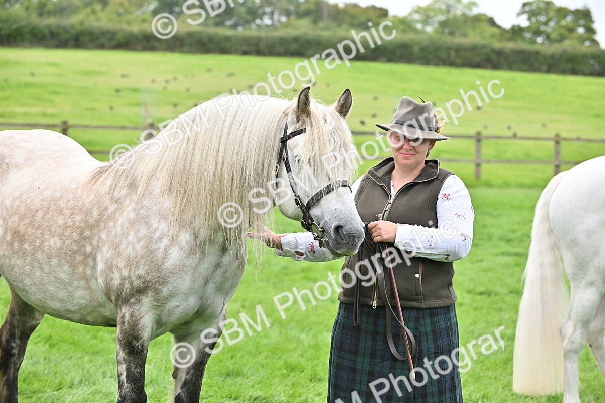 SBM_63308 - S49 - Mountain & Moorland In Hand Large Breeds