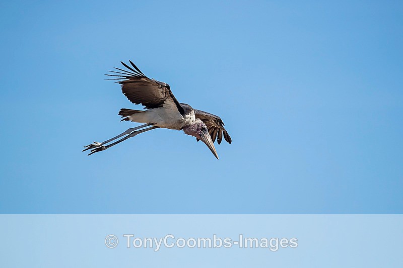 Marabou Stork - Mara North ~ Birds