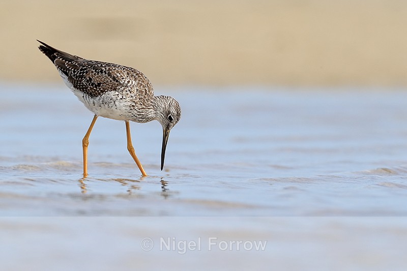 Greater Yellowlegs foraging in lagoon, Fort De Soto, Florida - Greater Yellowlegs