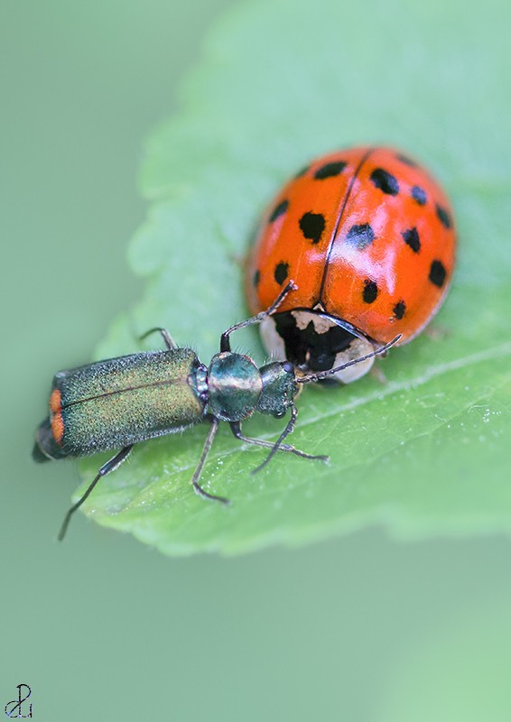 Macro photography by Diana Uzun