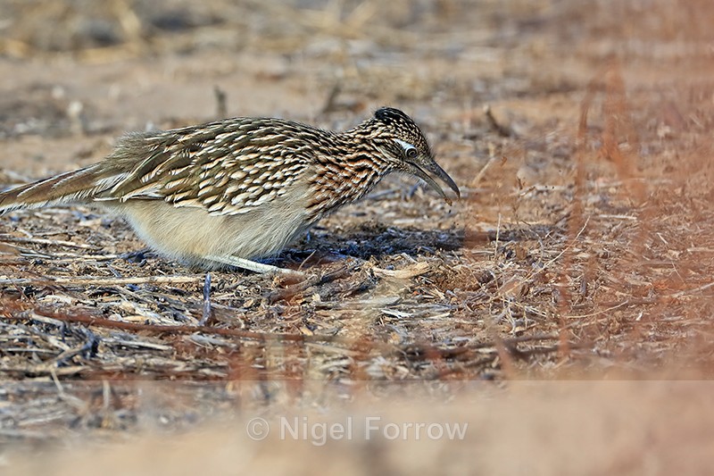 Greater Roadrunner looking for food, New Mexico - Greater Roadrunner