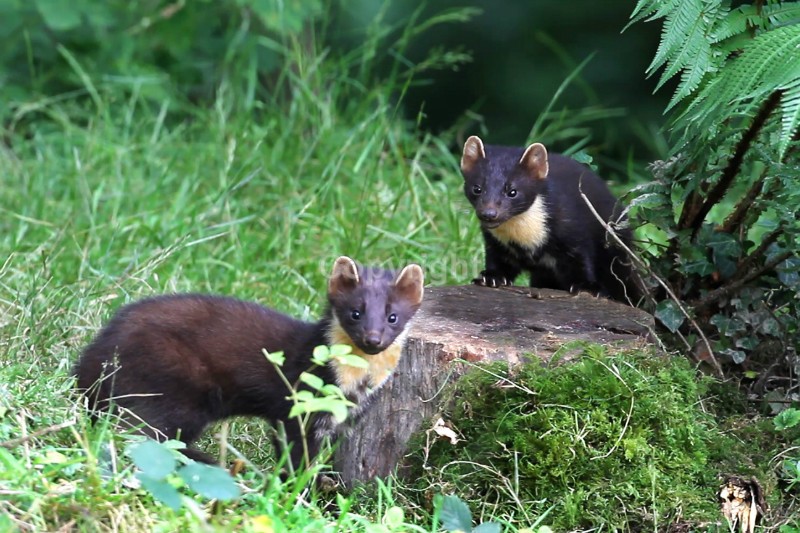 Pine Marten pictures in county louth ireland by noel marry