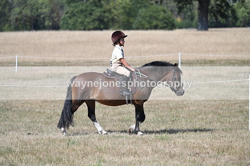 WJ7_1205 - Class 41 Prettiest Mare