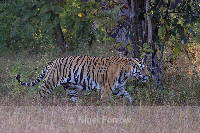 Male Tiger early morning, Panna Reserve, Madhya Pradesh, India - Tiger