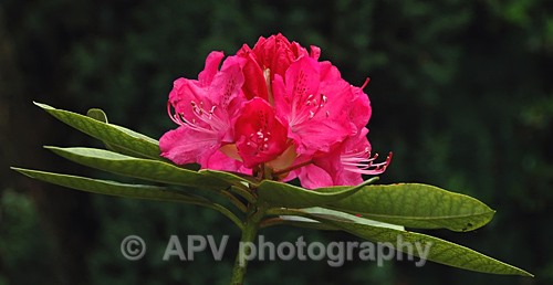 23 - Petals and Leaves