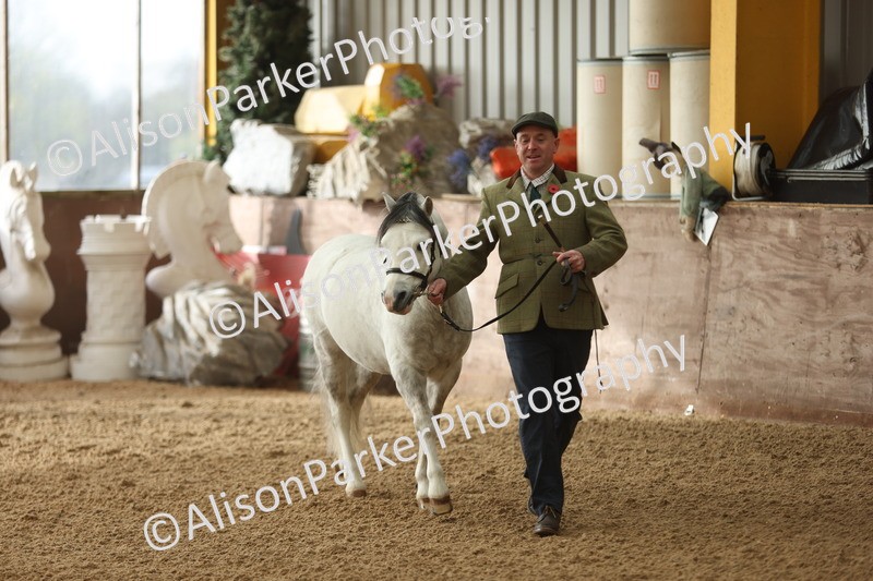 20251109-0522 - Class 20 - Stallions 4 Years and over