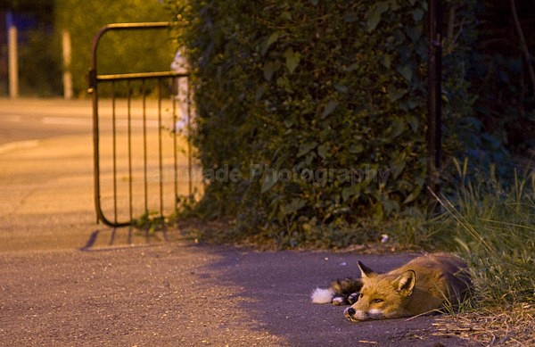  - Urban Foxes, Bristol, Great Britain