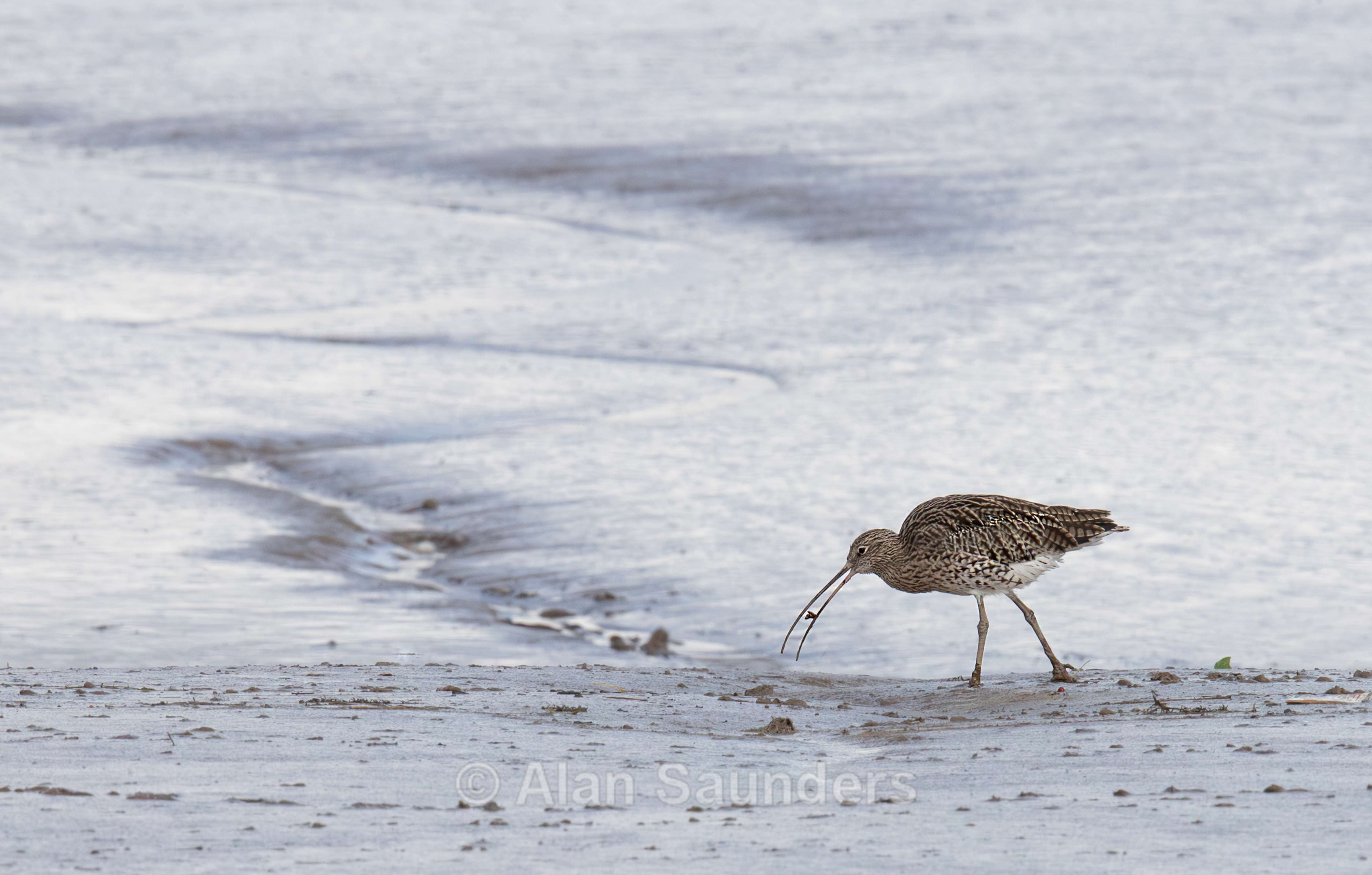 Eurasian Curlew 22