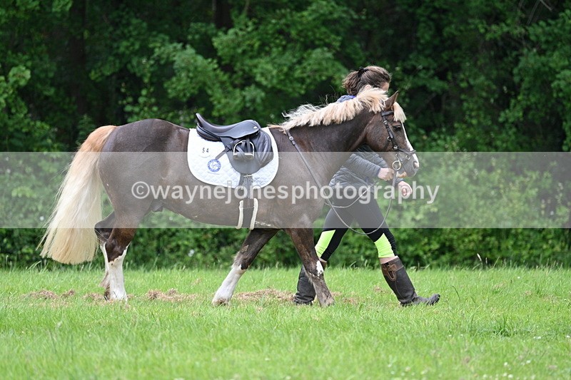 WJ7_3939 - Class 14A Handsome Gelding