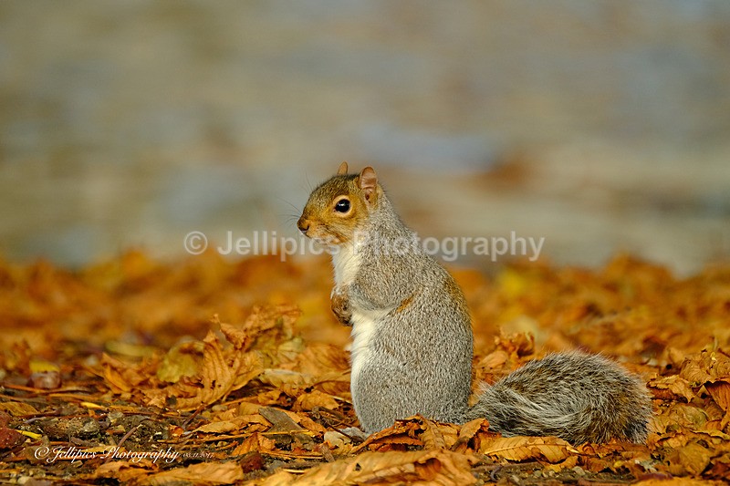  - Wildlife and Nature