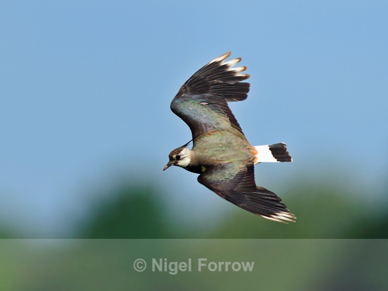 Lapwing (adult) banking over Big Otmoor - Lapwing