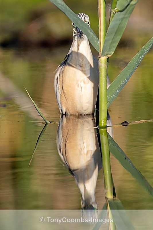 Squacco Heron - Danube Delta