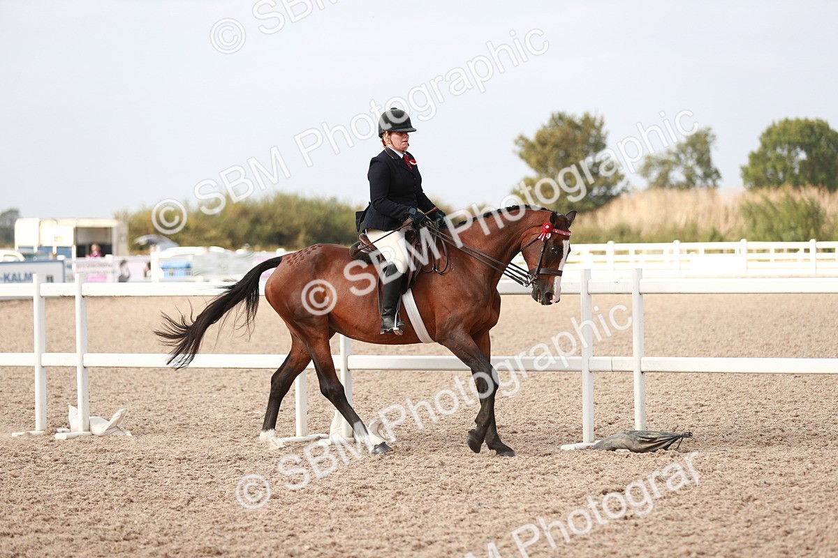 SBM_17497 - Class 215 Ridden Hack/ Riding Horse