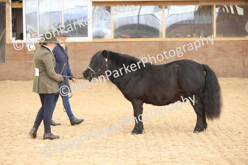 20251109-0069 - Class 4 - Stallions 4 Years and over