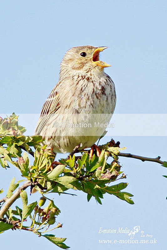 Corn Bunting 090612 7 - Nature