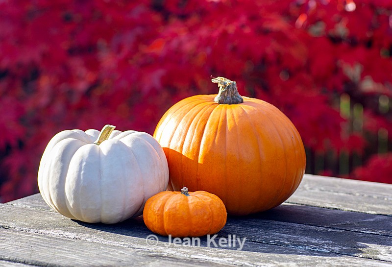 Pumpkins - on garden table - DSC_1552 - Pumpkins