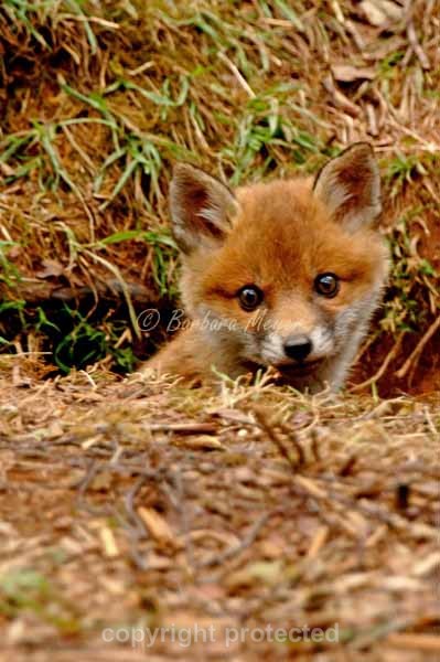 Fox Cub - Sherwood Forest - Nottinghamshire - Mammals