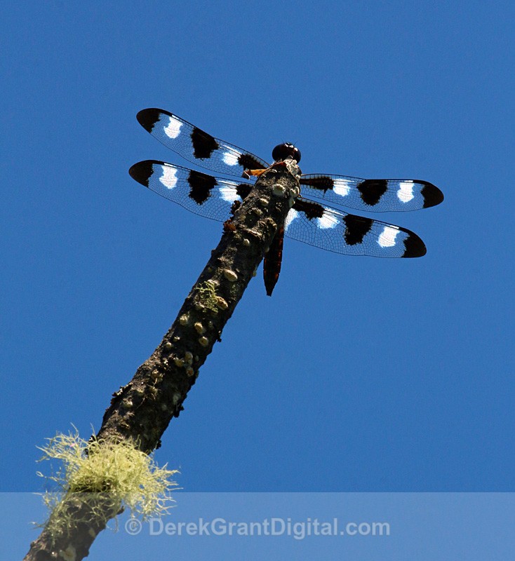 Twelve Spotted Skimmer - Male - Dragonflies of Atlantic Canada