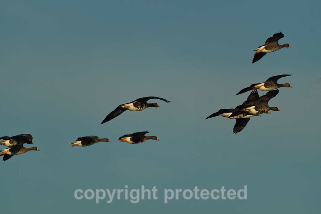 White Fronted Geese - Gibraltar Point - Lincolnshire - Birds