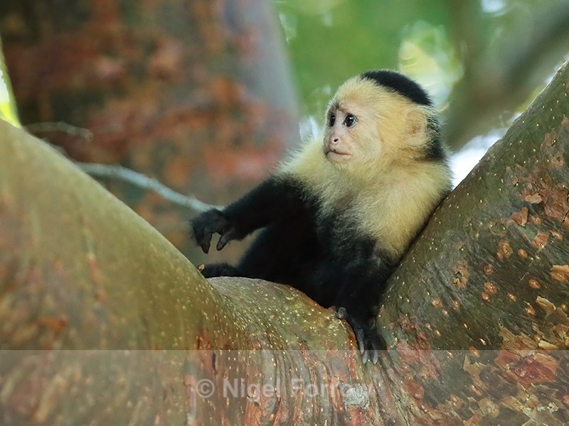 Young Capuchin monkey in tree, Panama - Monkey
