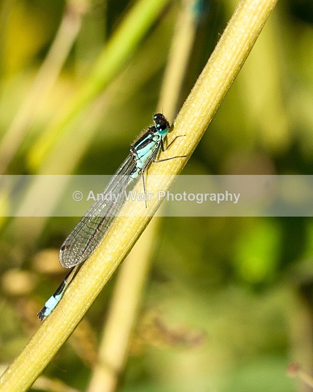 20080623- 001 - Dragonflies & Damselflies