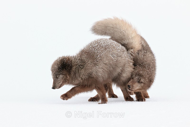 Arctic Foxes interacting, Hornstrandir, Iceland - Arctic Fox