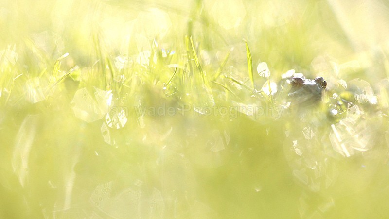  - Reptiles, amphibians & pond life, Great Britian