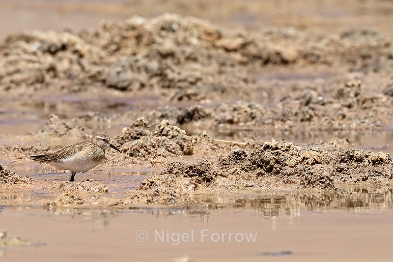 Baird's Sandpiper, Quepiaco, Antofagasta, Chile - Baird's Sandpiper