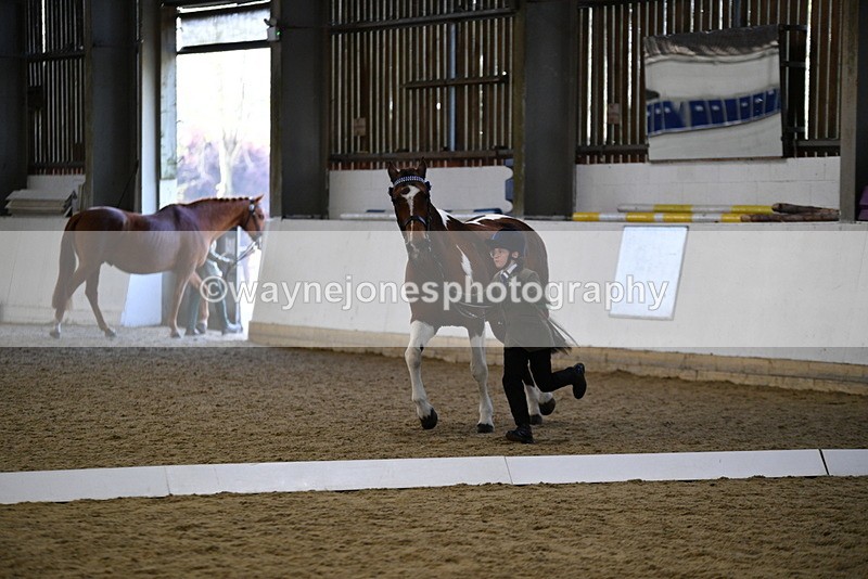 WJ5_4217 - Class 6 In hand M&M - Large Breeds